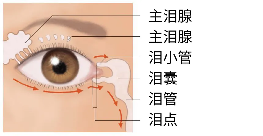 泪腺